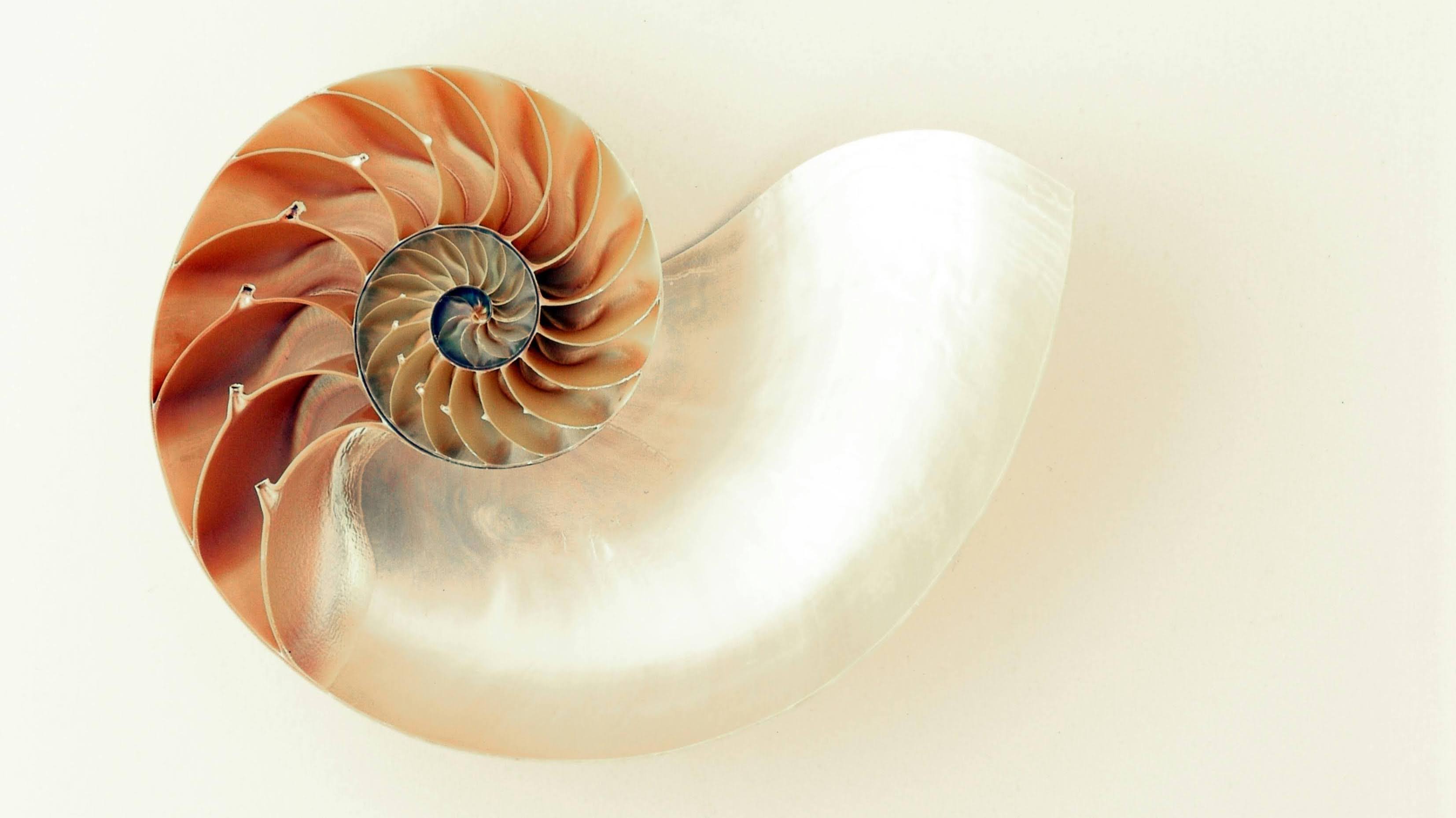 Cross-section of a nautilus shell, its chambers spiralling outward in mother-of-pearl and warm amber.